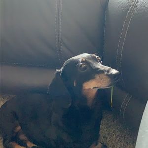 Meet your Posher, Carter